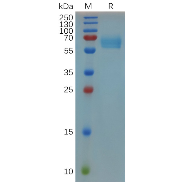 Mouse CD27 Protein, hFc Tag
