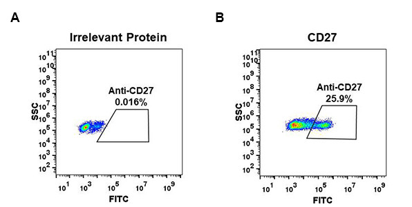 Anti-CD27 antibody(DM59), Rabbit mAb