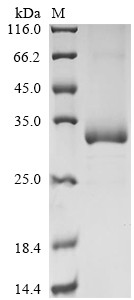 Leukocyte immunoglobulin-like receptor subfamily B member 3 (Lilrb3), partial, mouse, recombinant