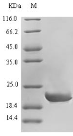 Calcitonin (CALCA), partial, dog, recombinant