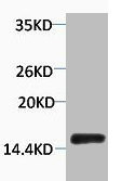 Anti-Phospho-Histone H2A.X (Tyr142)