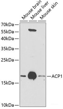 Anti-ACP1