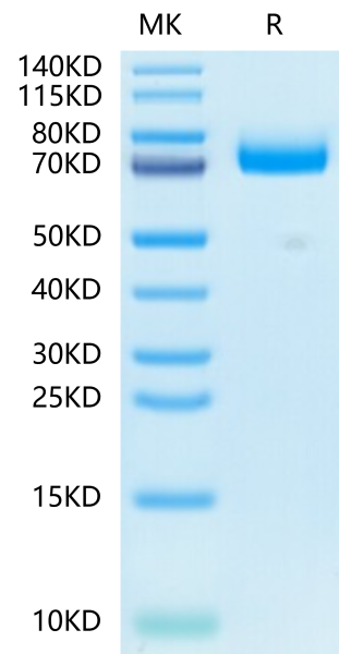 Mouse CD36/SR-B3 Protein