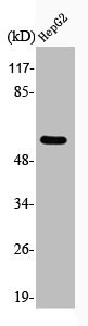 Anti-Phospho-CCNB1 (S126)