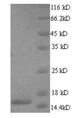 T cell receptor alpha chain constant (TRAC), human, recombinant