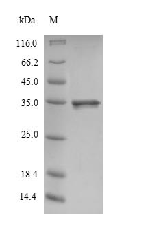 Calmodulin (Calm1), rat, recombinant