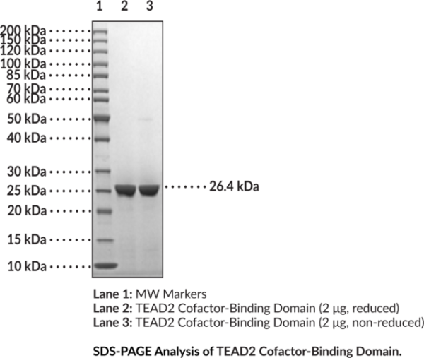 TEAD2 Cofactor-Binding Domain (human, recombinant)