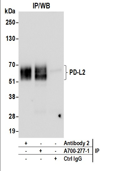Anti-PD-L2 Recombinant Monoclonal