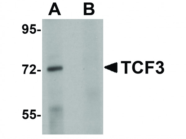 Anti-TCF3