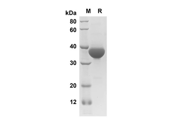 EGF Protein (Fc Tag) (recombinant human)