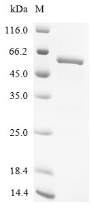 Cytochrome P450 11B1, mitochondrial (CYP11B1), human, recombinant