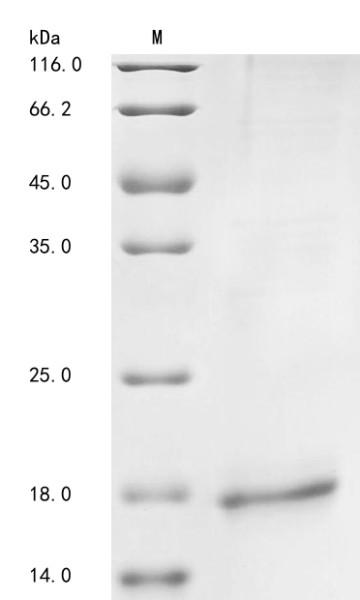 Gastric inhibitory polypeptide receptor (GIPR), partial, human, recombinant