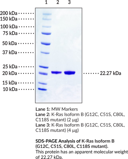 K-Ras Isoform B (G12C, C51S, C80L, C118S mutant, human, recombinant)