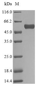 Biglycan (BGN), human, recombinant