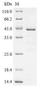 C-C motif chemokine 21 (CCL21), human, recombinant