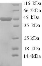 Apolipoprotein A-IV (Apoa4), mouse, recombinant