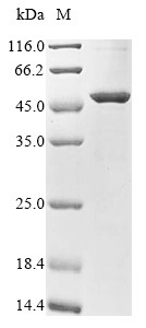 Lipoprotein lipase (Lpl), mouse, recombinant