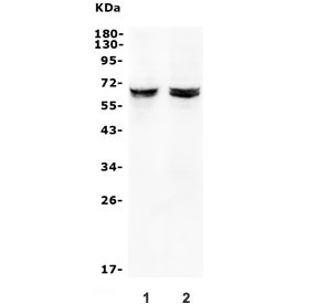 Anti-JRK / Jerky protein homolog