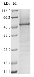 Intermediate conductance calcium-activated potassium channel protein 4 (KCNN4), human, recombinant