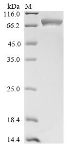Heat shock cognate 71 kDa protein (Hspa8), mouse, recombinant