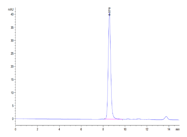 Mouse Serum Albumin Protein