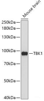 Anti-TBK1