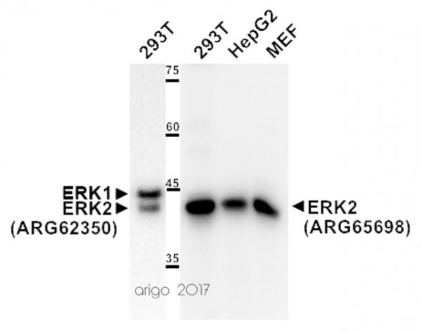 Anti-ERK1/2, clone E31R