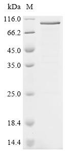 Nuclear factor erythroid 2-related factor 2 (Nfe2l2), mouse, recombinant