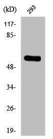 Anti-Phospho-TH (S19)