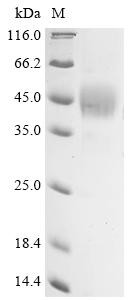 Transcription factor SOX-2 (SOX2), human, recombinant