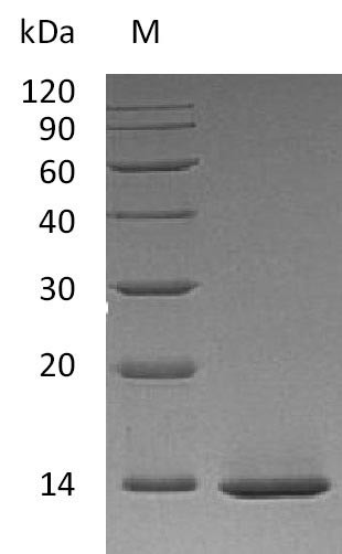 Beta-nerve growth factor (NGF) (Active), human, recombinant