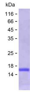 PADI4 (human), recombinant protein