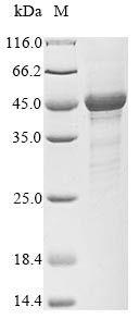 S-phase kinase-associated protein 1 (SKP1), human, recombinant