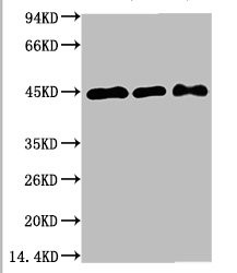 Anti-MAP2K2 Monoclonal