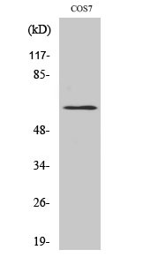 Anti-phospho-GABAA Receptor beta 1 (Ser434)