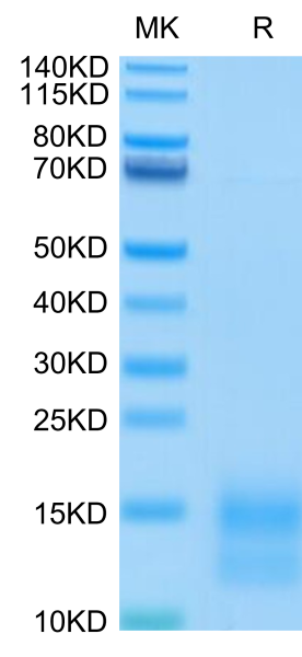 Mouse BCMA/TNFRSF17 Protein