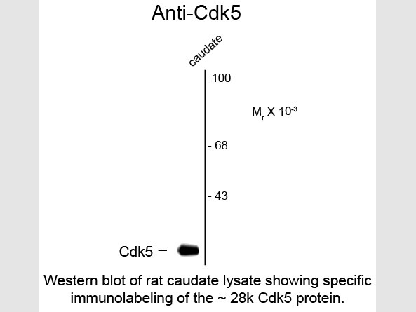 Anti-CDK5, clone 1H3