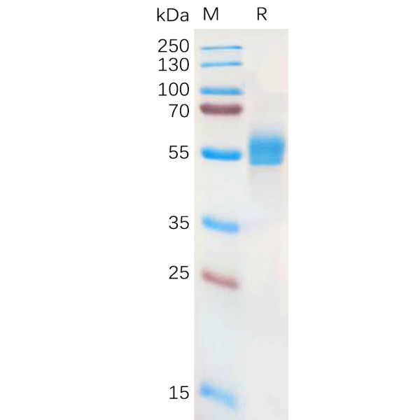 Human NKG2A Protein, hFc Tag