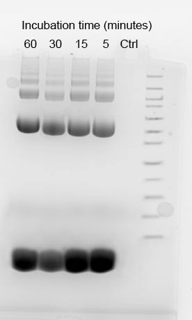 ProLite(TM) FAST Blue Protein Gel Stain