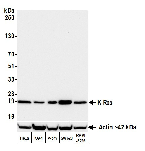 Anti-K-Ras Recombinant Monoclonal