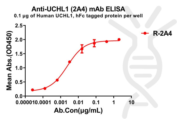 Anti-UCHL1 antibody(2A4), Rabbit mAb