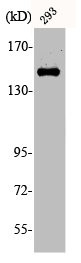 Anti-Phospho-MET (Y1349)