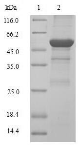 G1/S-specific cyclin-D2 (CCND2), human, recombinant