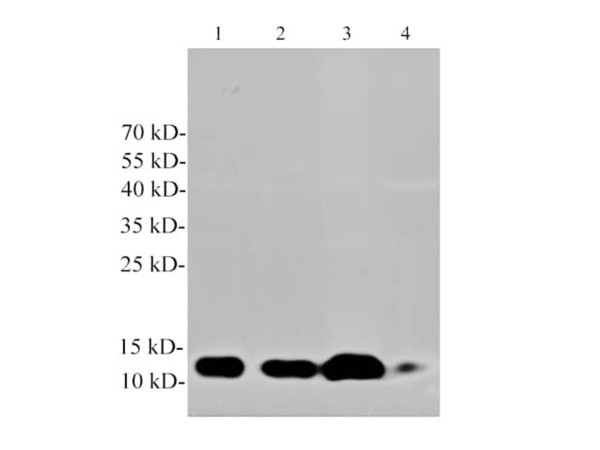 Anti-Cystatin C (Capture/Detector)