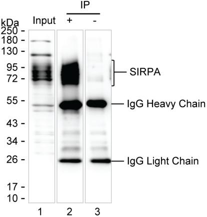 Anti-SIRPA