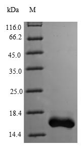 Pterin-4-alpha-carbinolamine dehydratase (PCBD1), human, recombinant