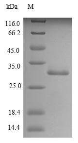 Trypsin-4 (Try4), rat, recombinant