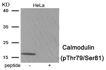 Anti-Phospho-CALM1 (Thr79/Ser81)