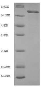 Macrophage mannose receptor 1 (MRC1), partial, human, recombinant