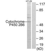 Anti-CYP2B6